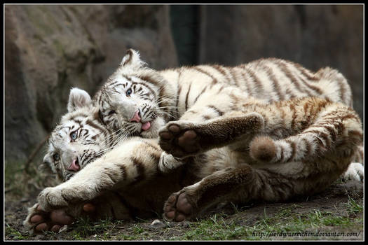 White tiger love