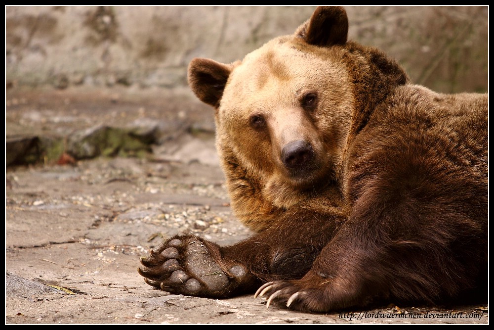 Brown bear