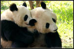 Panda love by AF--Photography