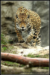 Stalking Jaguar