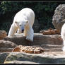 Polar bears playing tag