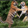 Dancing tiger cubs PRESENT