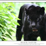 Black jaguar