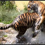 Tiger tackle