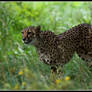 Hunting cheetah