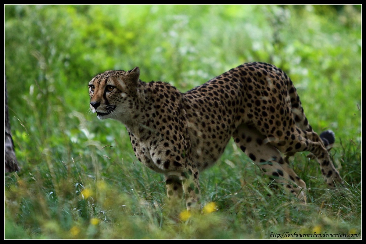 Hunting cheetah