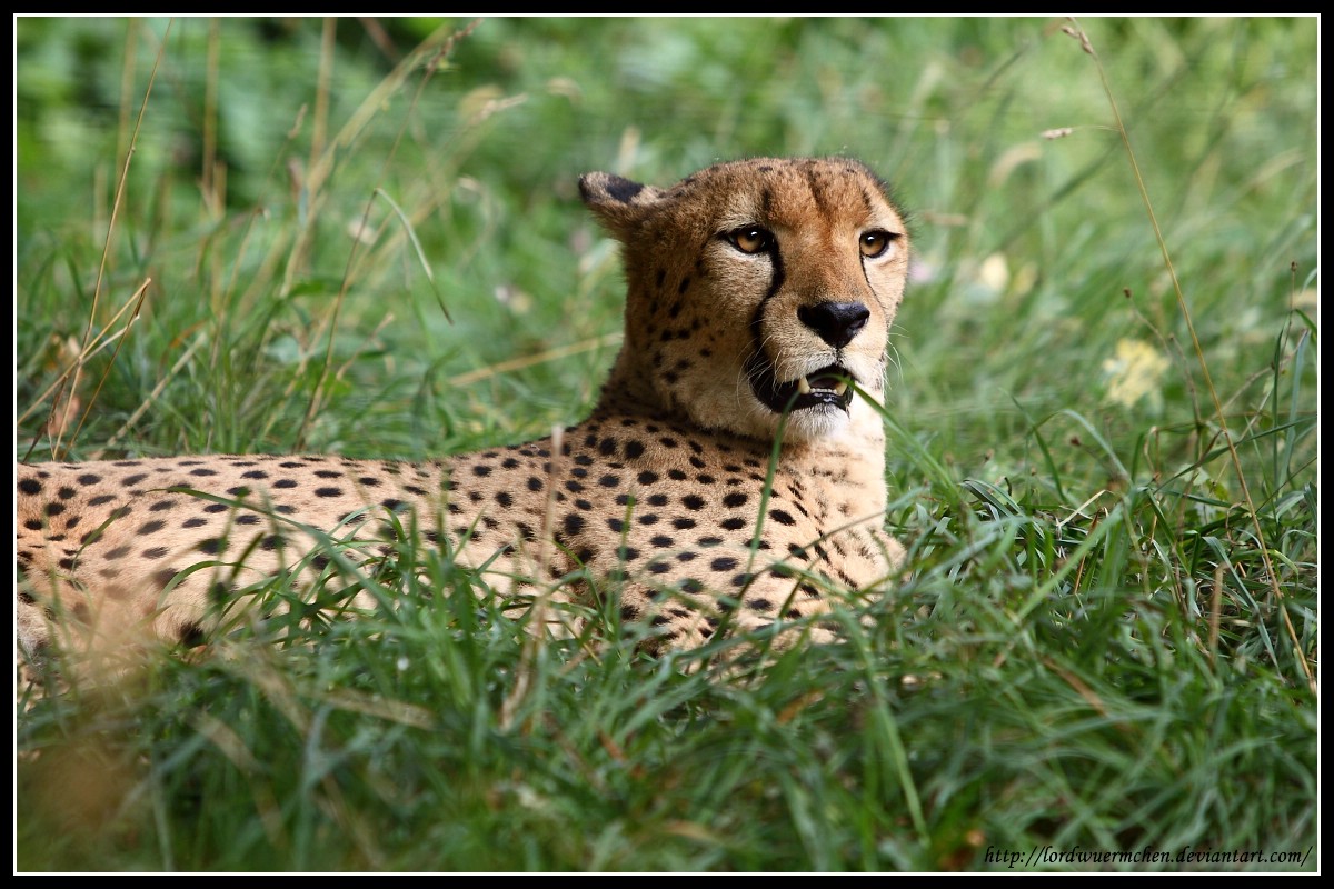 Relaxing Cheetah