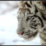 White tiger I