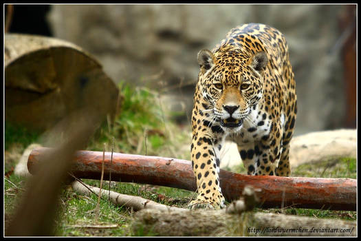 Stalking Jaguar II