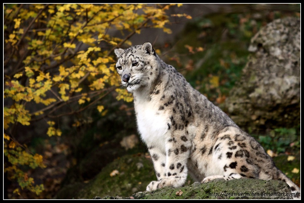 Snow in autumn