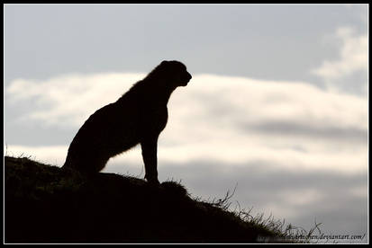 Cheetah Silhouette I