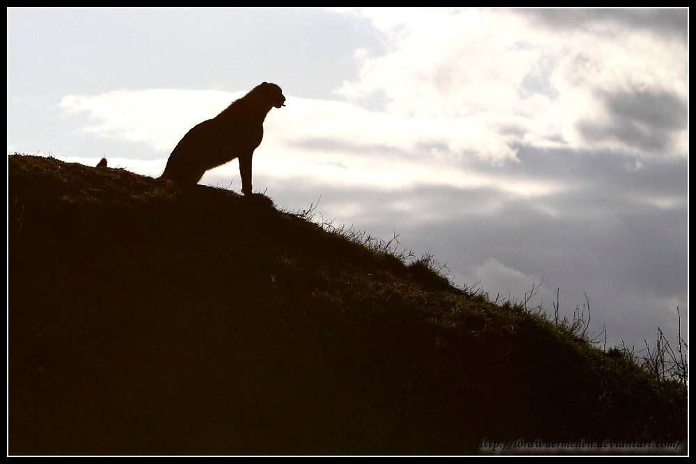 Cheetah Silhouette II