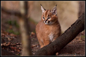 Caracal cub II