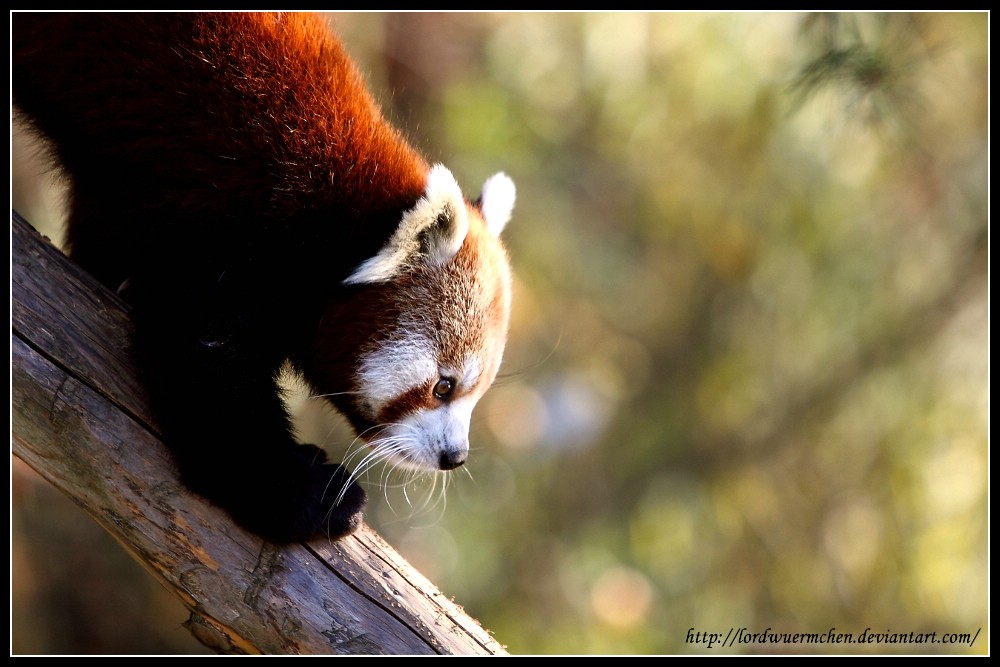 Climbing panda