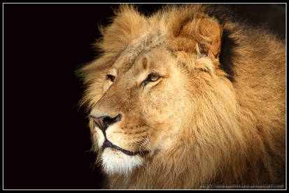 Lion portrait III