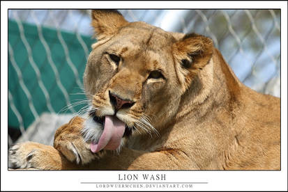 Lion wash