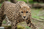 Cheetah approach