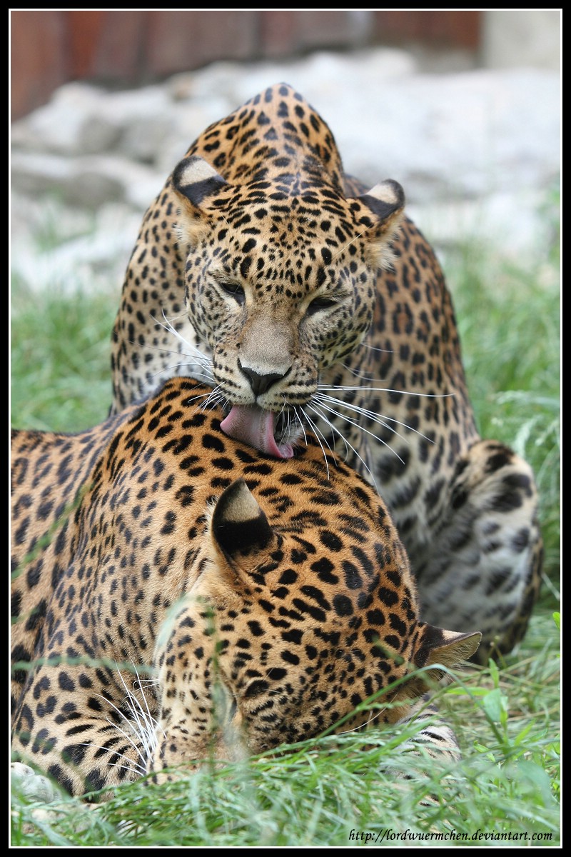 Leopard love