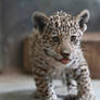 Jaguar cub