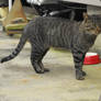 grey tabby stock 9