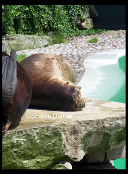 Sea Lion