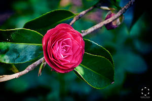 Camellia japonica