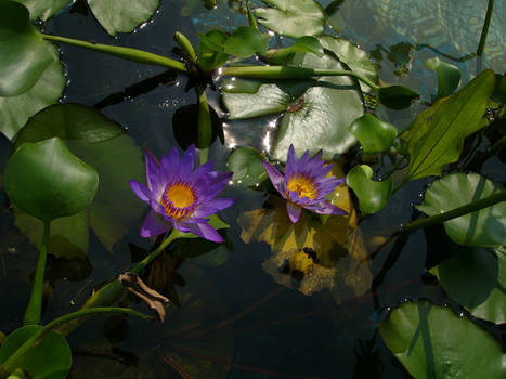 purple water lily