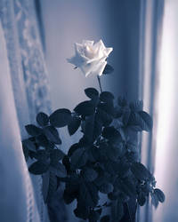 White rose at a window