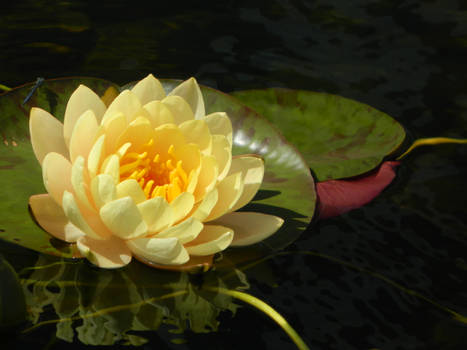 Water Lily