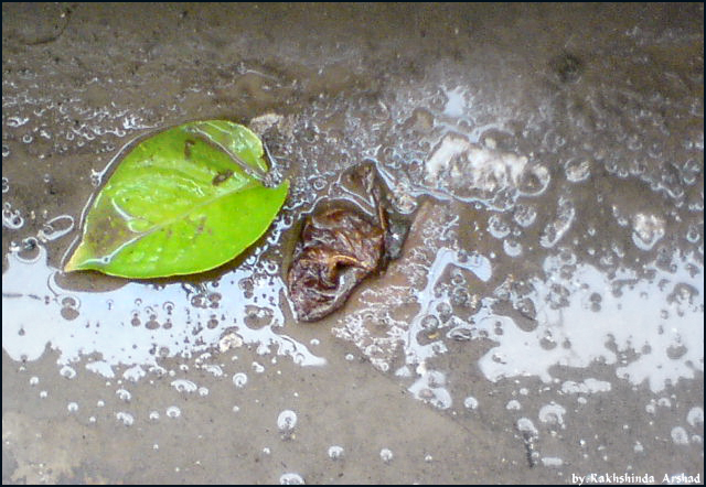 wet leafes