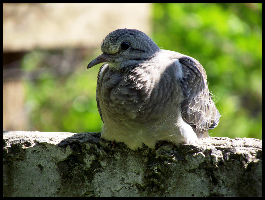 Baby Dove