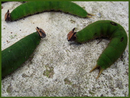 Green Head Horn Catterpilars 2