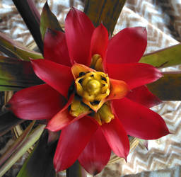 Tropical Flower