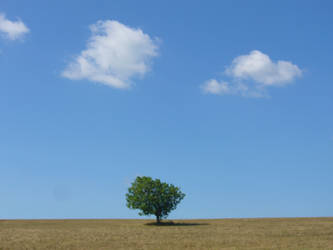 A lonely tree