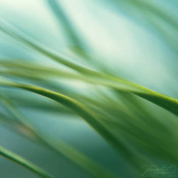 Green vitamin by jussta