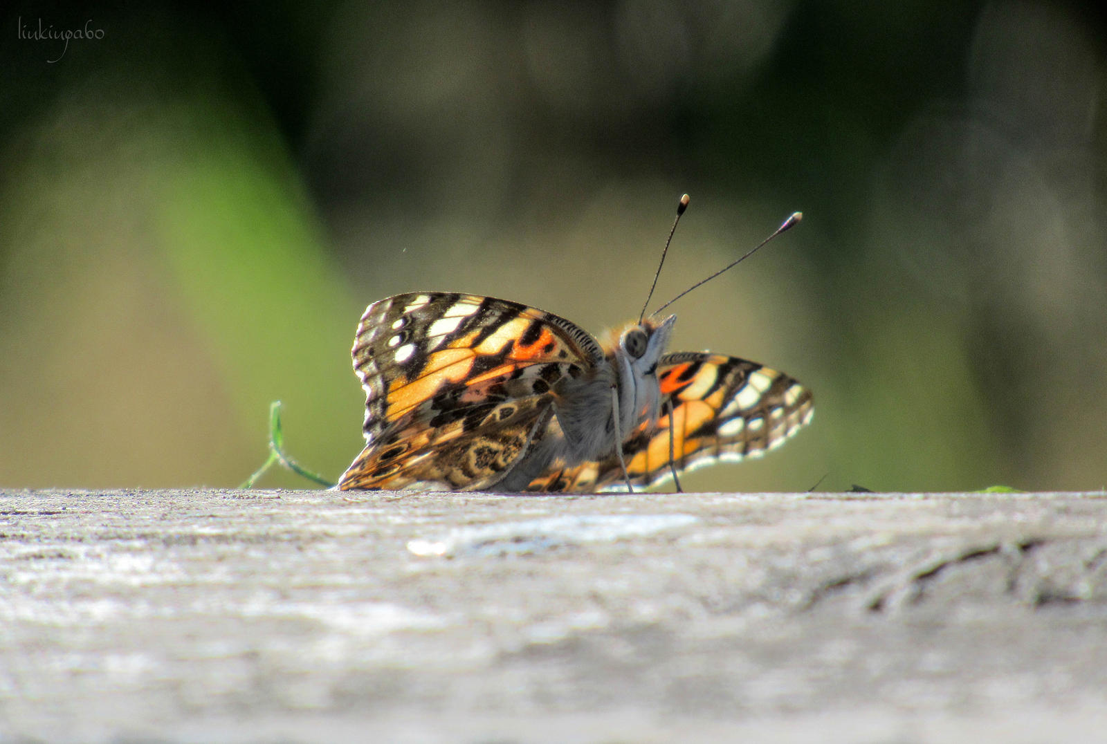 Vanessa cardui