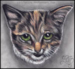 .: Meow :. by LadyJunina