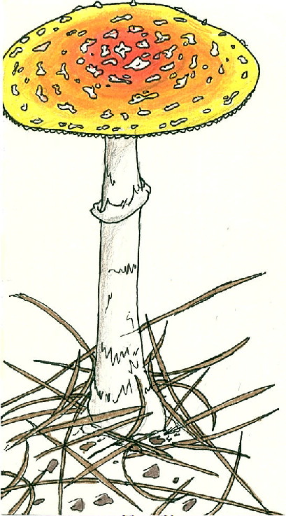 Amanita Muscaria Var. Formosa