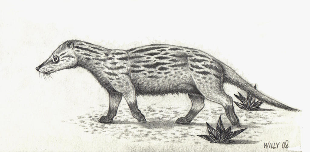 Cladosictis by Deinowilly on DeviantArt