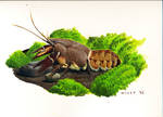 Austropotamobius pallipes. by Deinowilly
