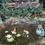 Koi Pond 2