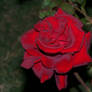 Blood Rose 2...