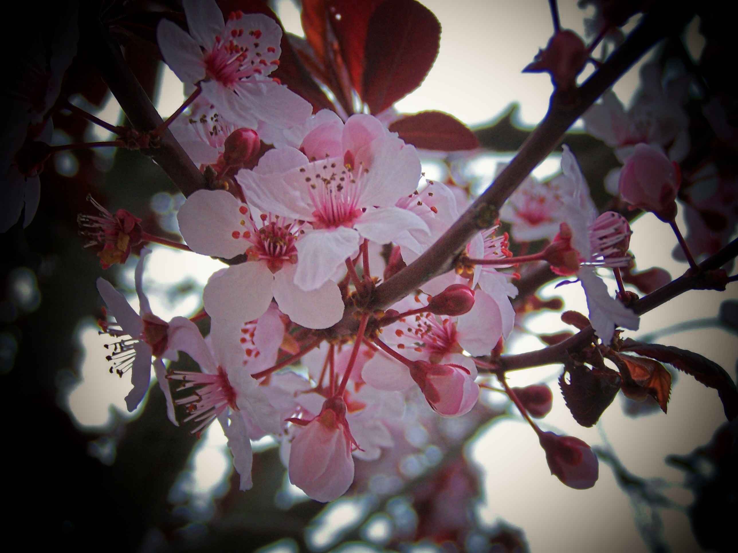 Cherry Blossoms