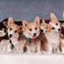 Harmony Corgi Pups