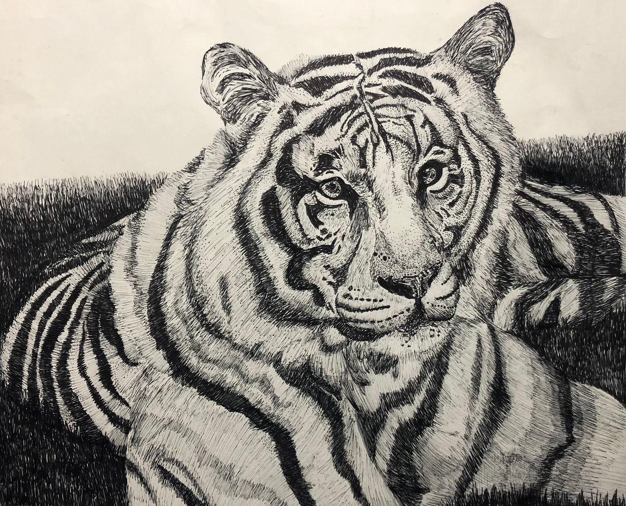 Tiger Pen Ink Tiger- Pen and Ink Portrait by kassyroseart on DeviantArt