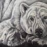 Polar Bear- Bic Pen Portrait