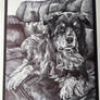 Australian Shepherd- Bic pen