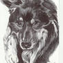 Australian Shepherd- Bic Pen Commission