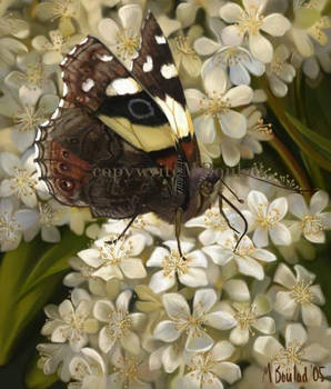 Spring Butterfly