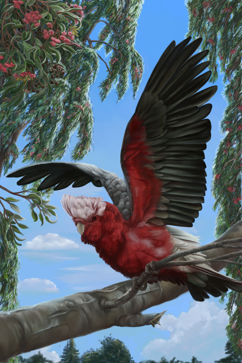 Galah